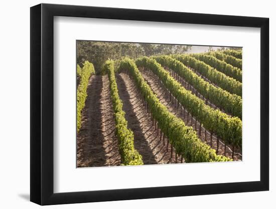 Rows of Lush Vineyards-Billy Hustace-Framed Photographic Print