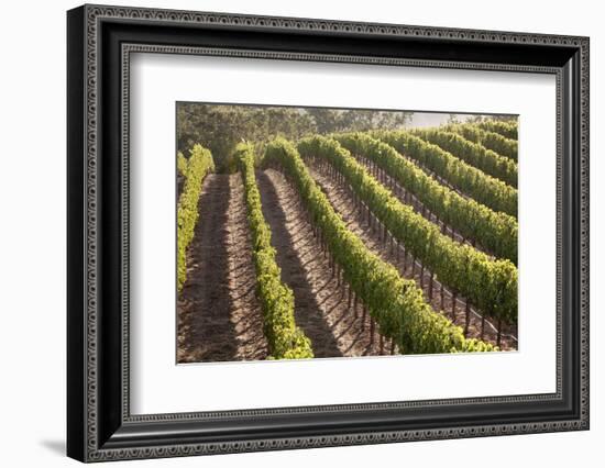 Rows of Lush Vineyards-Billy Hustace-Framed Photographic Print