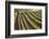 Rows of Lush Vineyards-Billy Hustace-Framed Photographic Print