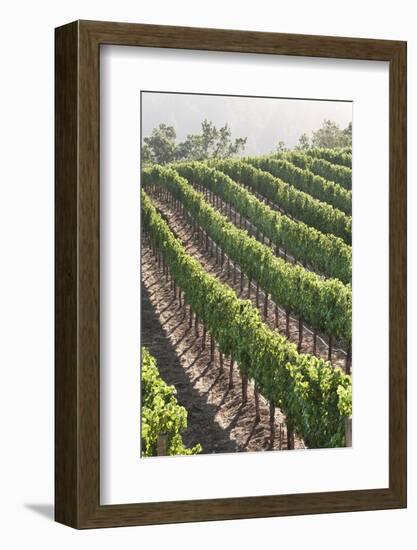 Rows of Lush Vineyards-Billy Hustace-Framed Photographic Print