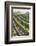 Rows of Lush Vineyards-Billy Hustace-Framed Photographic Print