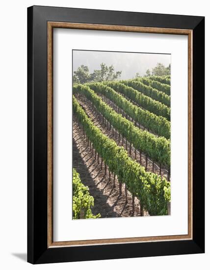 Rows of Lush Vineyards-Billy Hustace-Framed Photographic Print