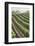 Rows of Lush Vineyards-Billy Hustace-Framed Photographic Print