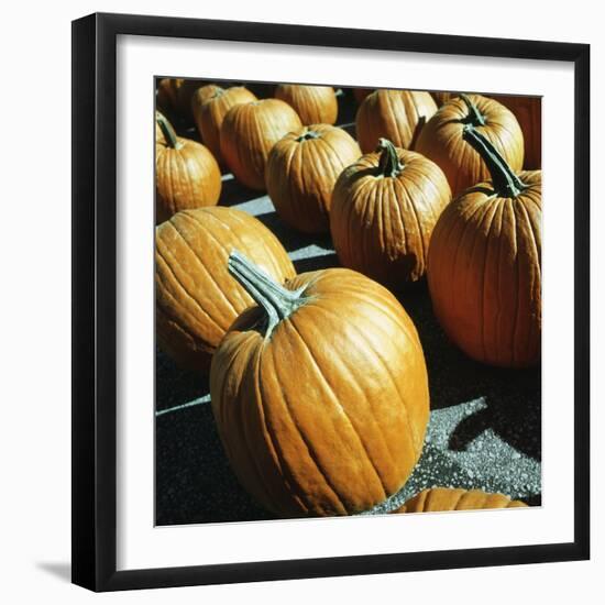 Rows of pumpkins-null-Framed Photographic Print