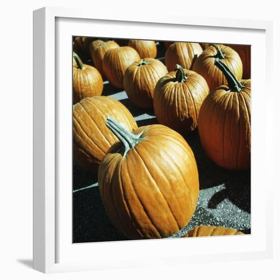 Rows of pumpkins-null-Framed Photographic Print