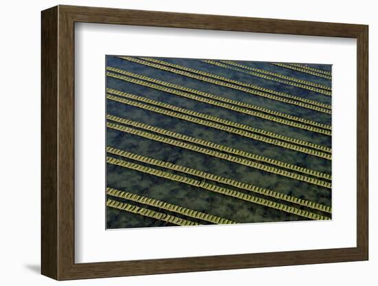 Rows of racks used in oyster farming at high tide, Ile de Re, Charente-Maritime, France, July 2017.-Loic Poidevin-Framed Photographic Print