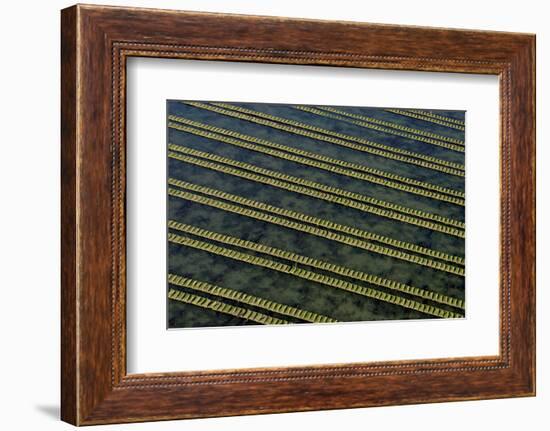 Rows of racks used in oyster farming at high tide, Ile de Re, Charente-Maritime, France, July 2017.-Loic Poidevin-Framed Photographic Print