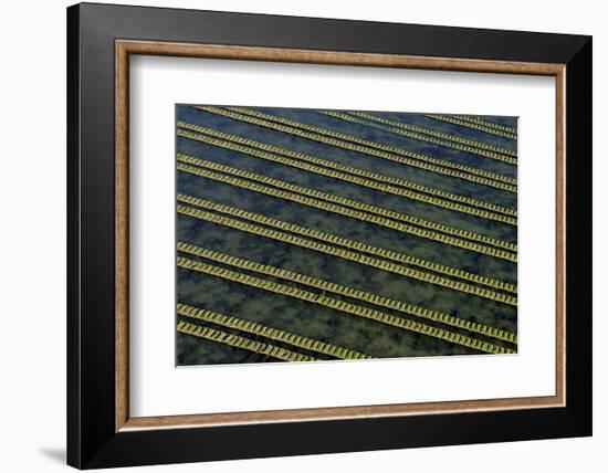 Rows of racks used in oyster farming at high tide, Ile de Re, Charente-Maritime, France, July 2017.-Loic Poidevin-Framed Photographic Print