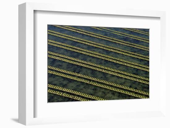 Rows of racks used in oyster farming at high tide, Ile de Re, Charente-Maritime, France, July 2017.-Loic Poidevin-Framed Photographic Print