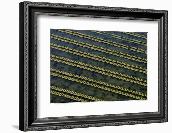 Rows of racks used in oyster farming at high tide, Ile de Re, Charente-Maritime, France, July 2017.-Loic Poidevin-Framed Photographic Print