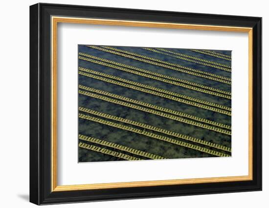 Rows of racks used in oyster farming at high tide, Ile de Re, Charente-Maritime, France, July 2017.-Loic Poidevin-Framed Photographic Print