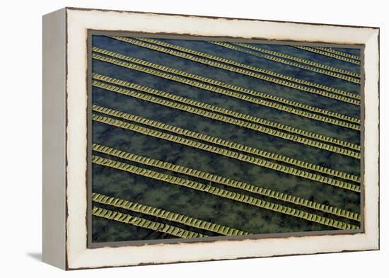 Rows of racks used in oyster farming at high tide, Ile de Re, Charente-Maritime, France, July 2017.-Loic Poidevin-Framed Premier Image Canvas