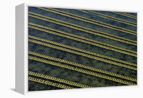 Rows of racks used in oyster farming at high tide, Ile de Re, Charente-Maritime, France, July 2017.-Loic Poidevin-Framed Premier Image Canvas