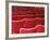 Rows of Red Theatre Seats-Kevin Walsh-Framed Photographic Print