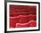 Rows of Red Theatre Seats-Kevin Walsh-Framed Photographic Print