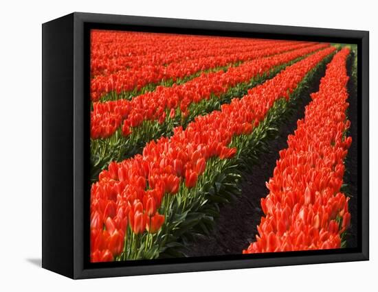 Rows of Red Tulips in Bloom in Skagit Valley-Terry Eggers-Framed Premier Image Canvas