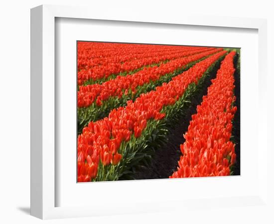 Rows of Red Tulips in Bloom in Skagit Valley-Terry Eggers-Framed Photographic Print