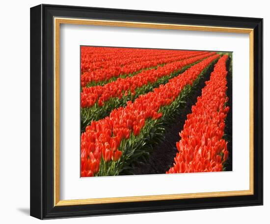 Rows of Red Tulips in Bloom in Skagit Valley-Terry Eggers-Framed Photographic Print