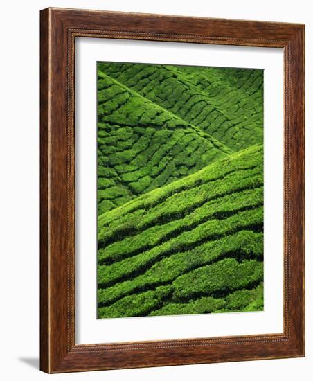 Rows of Tea Bushes at the Sungai Palas Estate in the Cameron Highlands in Perak Province, Malaysia-Robert Francis-Framed Photographic Print