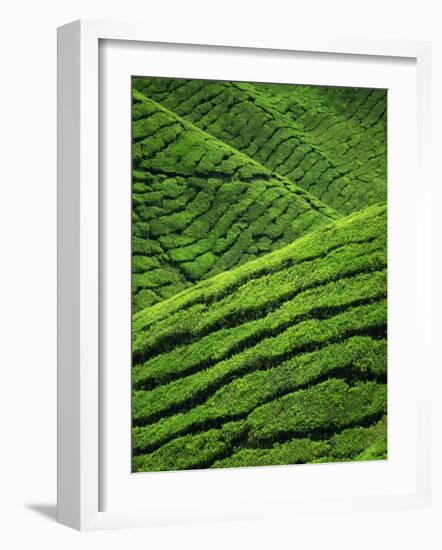 Rows of Tea Bushes at the Sungai Palas Estate in the Cameron Highlands in Perak Province, Malaysia-Robert Francis-Framed Photographic Print