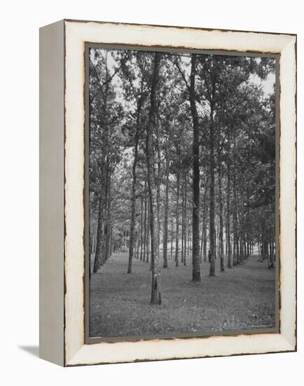 Rows of Trees-David Scherman-Framed Premier Image Canvas