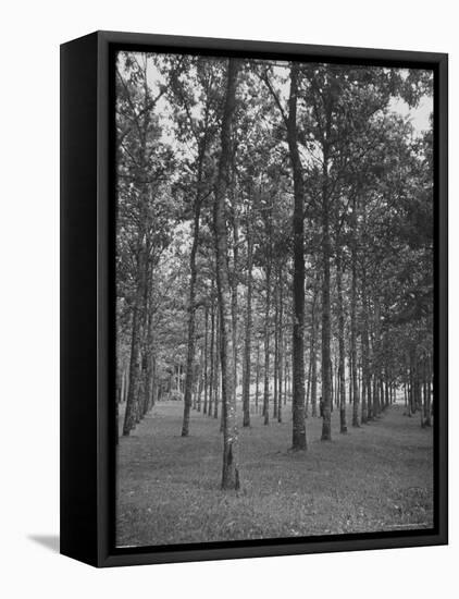 Rows of Trees-David Scherman-Framed Premier Image Canvas