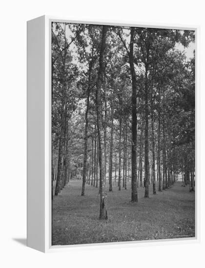 Rows of Trees-David Scherman-Framed Premier Image Canvas