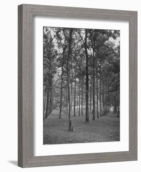 Rows of Trees-David Scherman-Framed Photographic Print