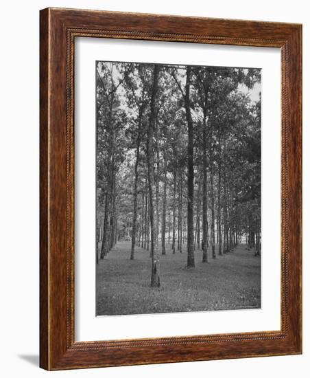 Rows of Trees-David Scherman-Framed Photographic Print