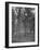 Rows of Trees-David Scherman-Framed Photographic Print