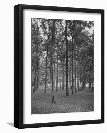 Rows of Trees-David Scherman-Framed Photographic Print