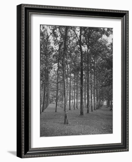 Rows of Trees-David Scherman-Framed Photographic Print