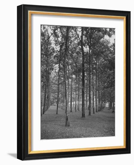 Rows of Trees-David Scherman-Framed Photographic Print