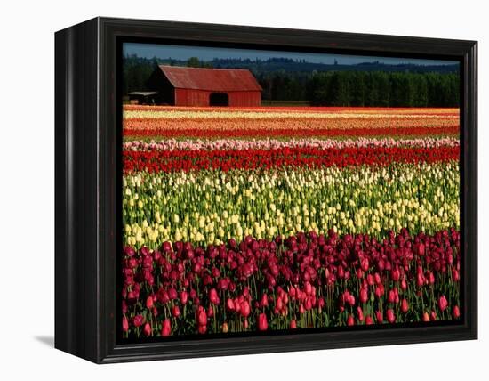 Rows of Tulips at DeGoede's Bulb Farm-John McAnulty-Framed Premier Image Canvas