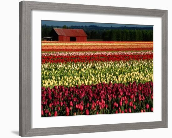 Rows of Tulips at DeGoede's Bulb Farm-John McAnulty-Framed Photographic Print