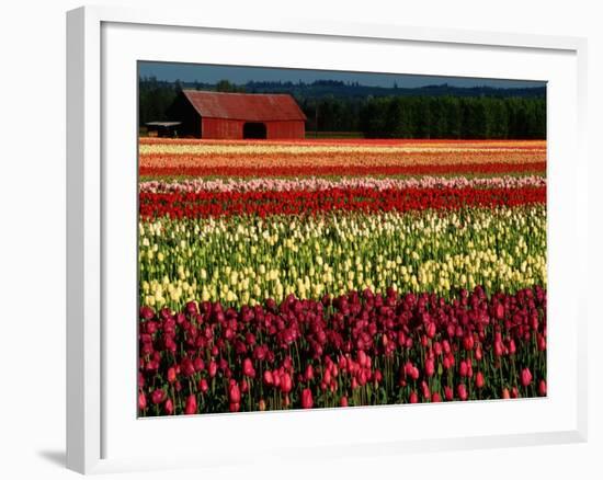 Rows of Tulips at DeGoede's Bulb Farm-John McAnulty-Framed Photographic Print