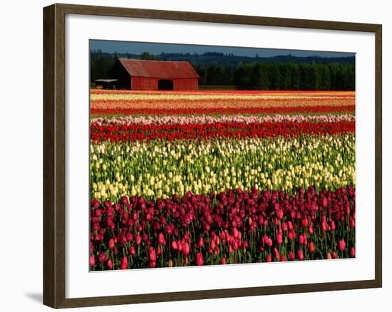 Rows of Tulips at DeGoede's Bulb Farm-John McAnulty-Framed Photographic Print