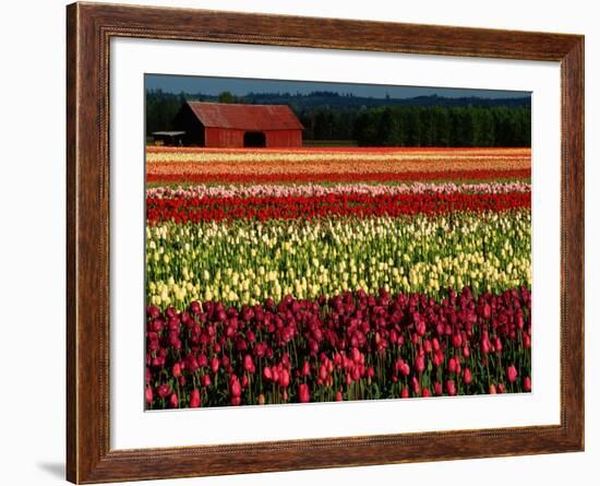 Rows of Tulips at DeGoede's Bulb Farm-John McAnulty-Framed Photographic Print