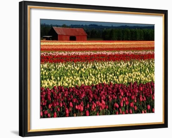 Rows of Tulips at DeGoede's Bulb Farm-John McAnulty-Framed Photographic Print