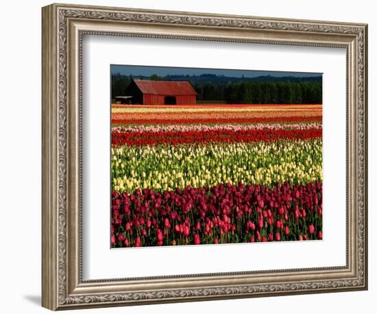 Rows of Tulips at DeGoede's Bulb Farm-John McAnulty-Framed Photographic Print