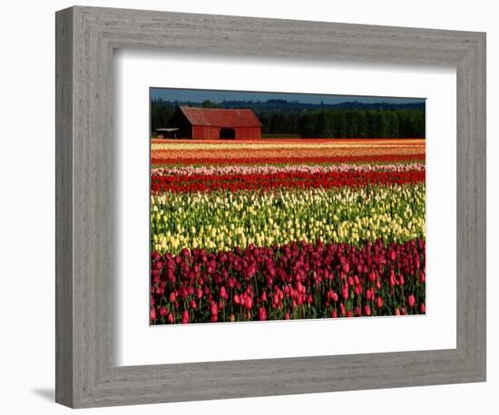 Rows of Tulips at DeGoede's Bulb Farm-John McAnulty-Framed Photographic Print