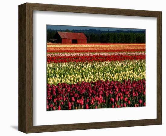 Rows of Tulips at DeGoede's Bulb Farm-John McAnulty-Framed Photographic Print