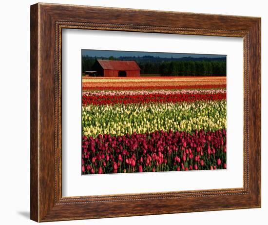 Rows of Tulips at DeGoede's Bulb Farm-John McAnulty-Framed Photographic Print