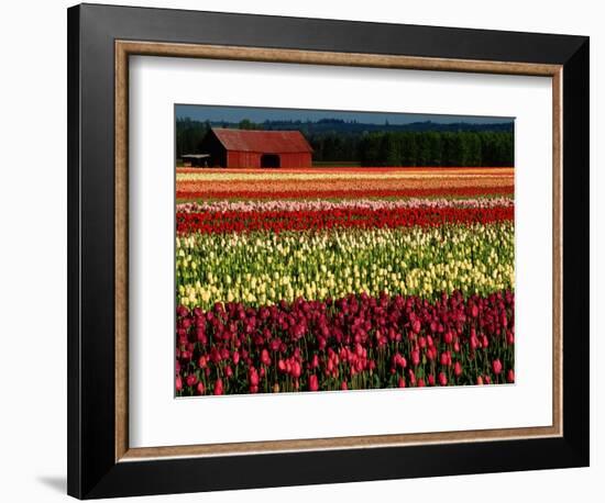 Rows of Tulips at DeGoede's Bulb Farm-John McAnulty-Framed Photographic Print