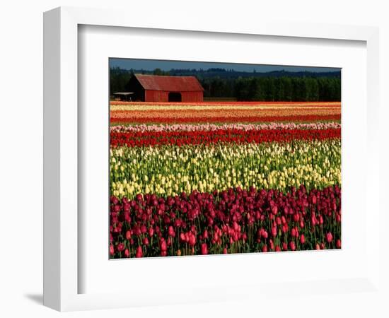 Rows of Tulips at DeGoede's Bulb Farm-John McAnulty-Framed Photographic Print