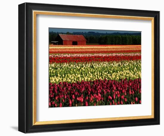 Rows of Tulips at DeGoede's Bulb Farm-John McAnulty-Framed Photographic Print