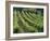 Rows of Vines, Provence, France-Jean Brooks-Framed Photographic Print