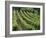 Rows of Vines, Provence, France-Jean Brooks-Framed Photographic Print