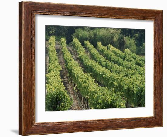 Rows of Vines, Provence, France-Jean Brooks-Framed Photographic Print