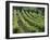 Rows of Vines, Provence, France-Jean Brooks-Framed Photographic Print